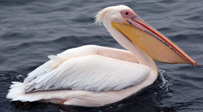 Grande pellicano bianco o bianco orientale, pellicano roseo o pellicano bianco