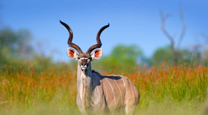 Guarda un Kudu che salta sopra l'auto di un turista come se stesse facendo parkour
