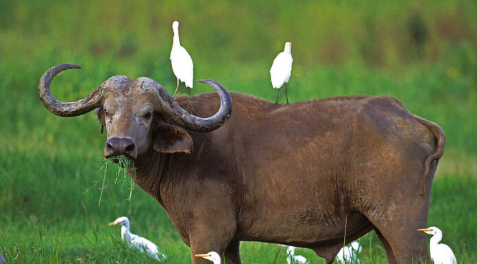 Bufalo africano, syncerus caffer, con airone guardabuoi, bubulcus ibis, Parco Masai Mara in Kenya