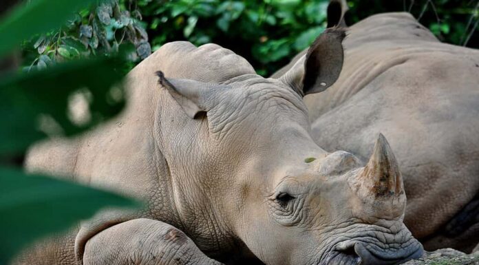 Il rinoceronte di Sumatra trovato in Malesia è uno dei mammiferi più a rischio di estinzione in Malesia