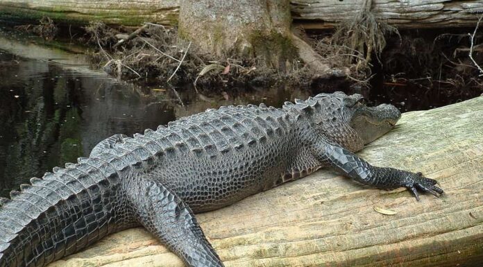 Palude di alligatore okefenokee