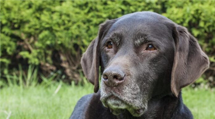 Victor Senior Cibo per cani di peso sano