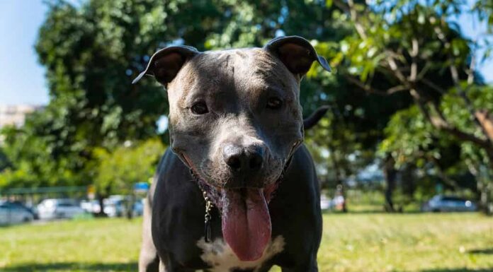 Cane Pitbull dal naso blu