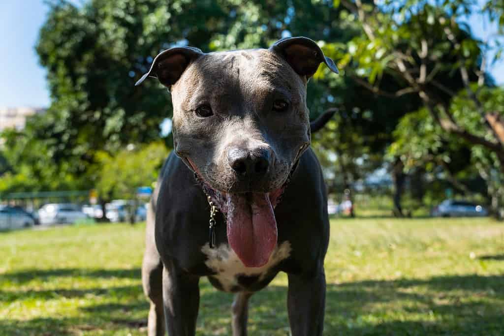 Cane Pitbull dal naso blu