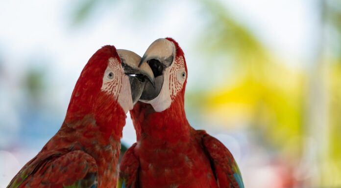 Coppia di pappagalli colorati Ara, pappagalli Ara, due uccelli scarlatti appollaiati sul ramo con sfondo sfocato