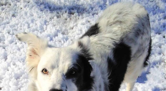 Chaser, il border collie, ama la neve, 2013