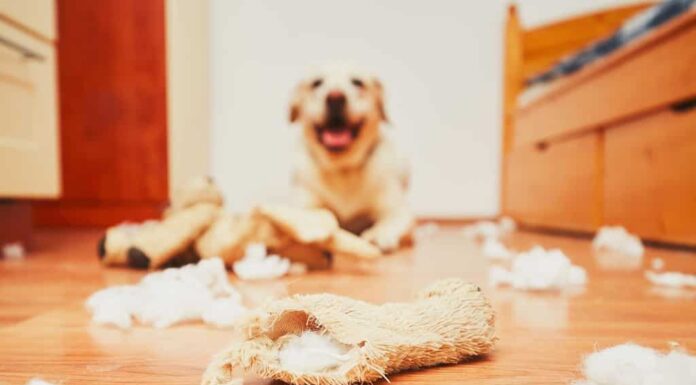 Cane dispettoso a casa da solo: il labrador retriever giallo ha distrutto il peluche e ha fatto un disastro nell'appartamento