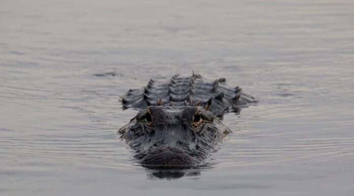 Alligatore americano, Alligator mississippiensis, adulti e giovani 