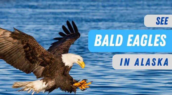 aquile calve dell'Alaska