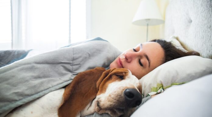 Ragazza e cane dormono insieme comodamente e coccolati a letto la mattina.  A letto con il migliore amico basset hound marrone e bianco con la faccia felice di svegliarsi accanto al tuo animale domestico