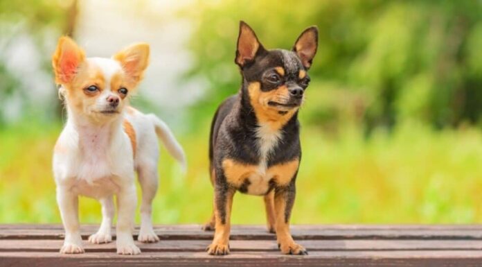 Chihuahua in piedi sulla panchina