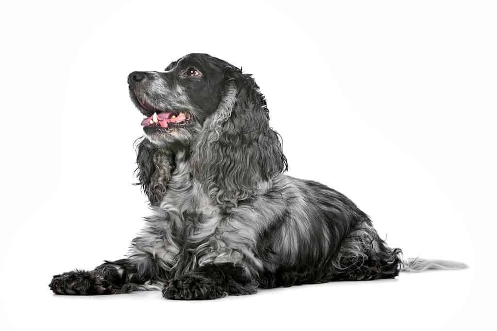 blu roano cocker spaniel davanti a uno sfondo bianco