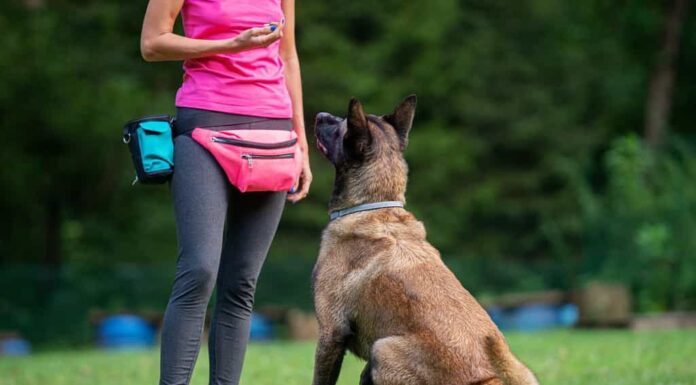 Addestratore di cani con un malinois belga seduto di fronte a lei che la guarda e la ascolta attentamente.