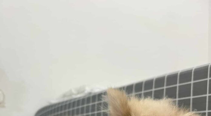 Simpatico cane o cucciolo di Pomerania con la faccia di volpe marrone che dorme sul tappetino o sul materasso o sul letto