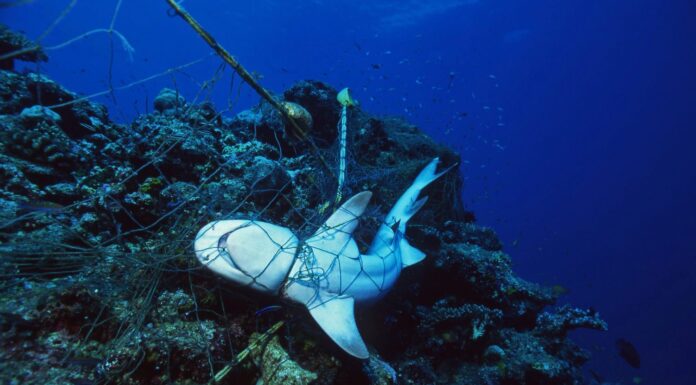 Squalo morto in una rete da pesca strangolato a morte / Distruzione ambientale dell'oceano / Protezione marina