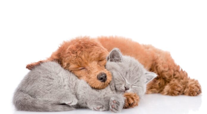 Cucciolo di barboncino e gattino che dormono insieme.  isolato su sfondo bianco