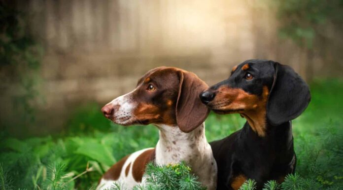 due bassotti neri e peibald bellissimo ritratto sullo sfondo della natura