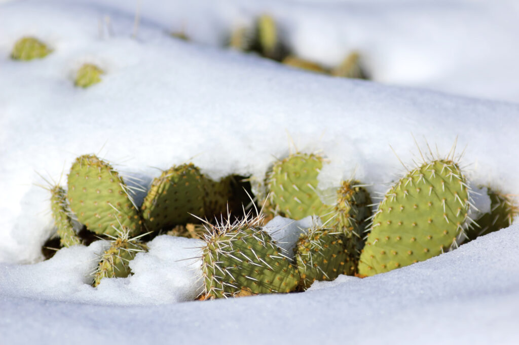 Cactus innevato (Parco Nazionale di Zion, Utah, USA)