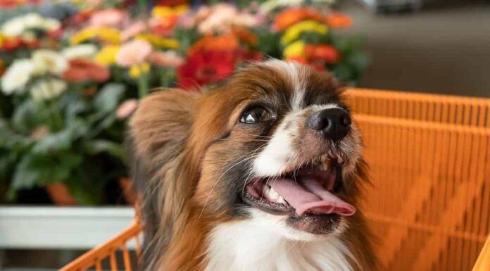 un Happy Dog Papillon di razza pura seduto in un carrello della spesa sul negozio di fiori sfocati sullo sfondo.  messa a fuoco selettiva
