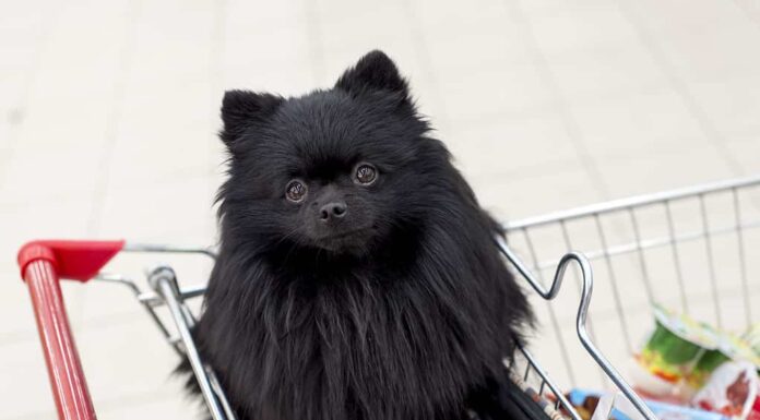 cane nel carrello della spesa