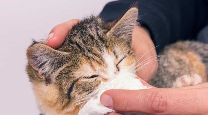 Povero gattino malato con un'infezione e secrezione.