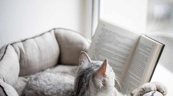 Il gatto legge un libro sul davanzale di una finestra