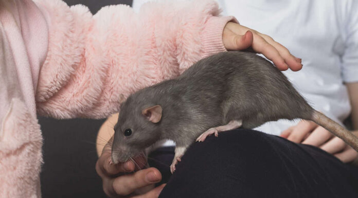 Il ratto domestico viene accarezzato dai bambini