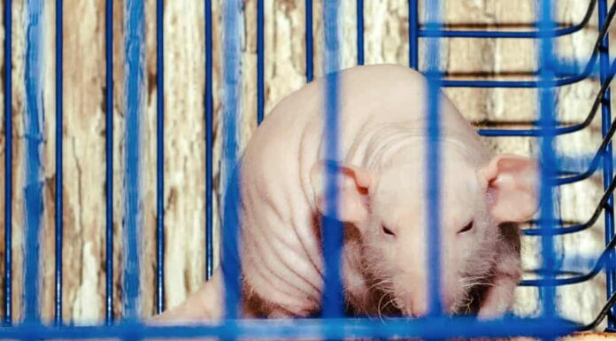 Ratto glabro in una gabbia