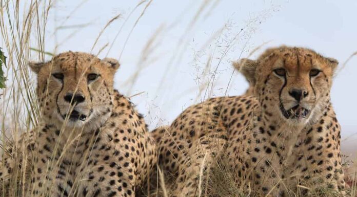 Il ghepardo è l'animale terrestre più veloce.  È diurno e gregario.  I maschi difenderanno i loro territori per massimizzare il contatto con le femmine.  Le femmine vivranno in un territorio non custodito e sono solitarie.