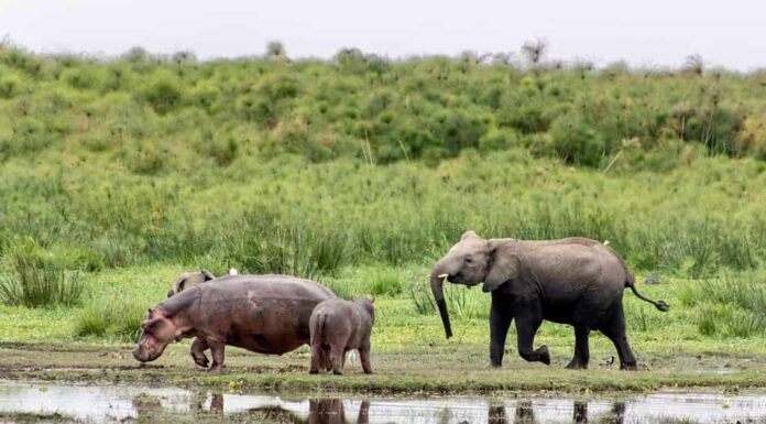 elefante che scherza con gli ippopotami nel parco nazionale di Amboseli in Kenya