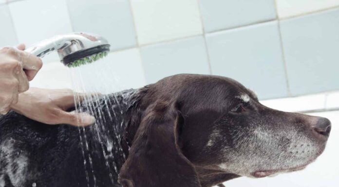 Mani umane che tengono la doccia e il cane che lava.  L'acqua copre il volto dell'animale.  Colori naturali