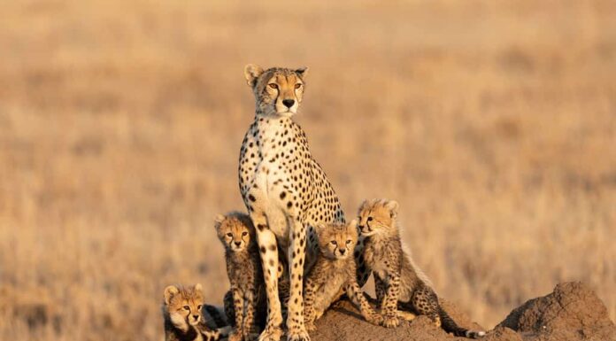 Ghepardo femmina e i suoi quattro piccoli cuccioli seduti su un grande termitaio con uno sfondo liscio con spazio per la copia nel Serengeti Tanzania