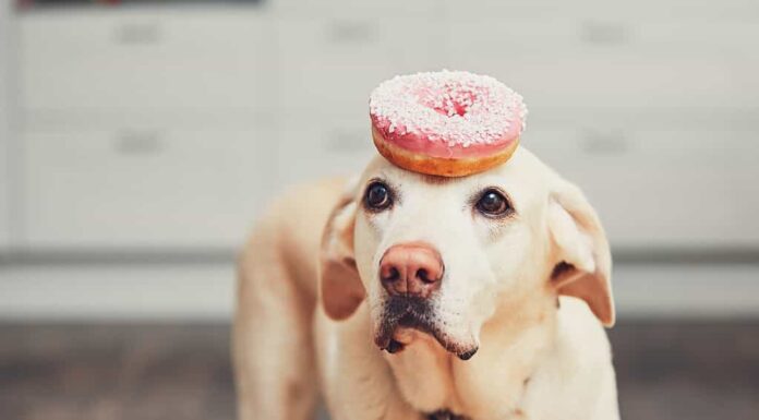 dimostra la lealtà verso un uomo