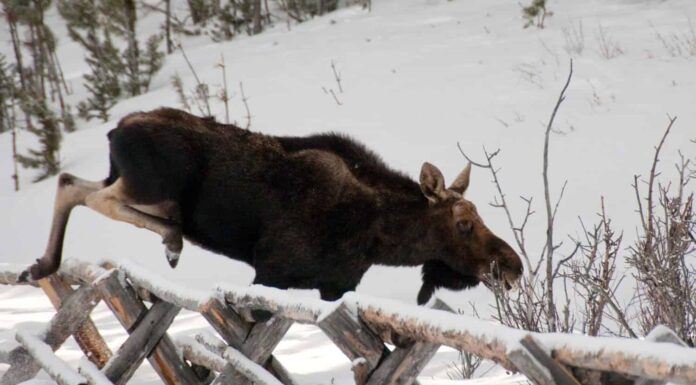 L'alce salta oltre il recinto
