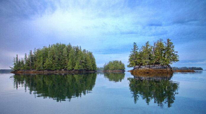 Le 11 foreste più grandi del pianeta
