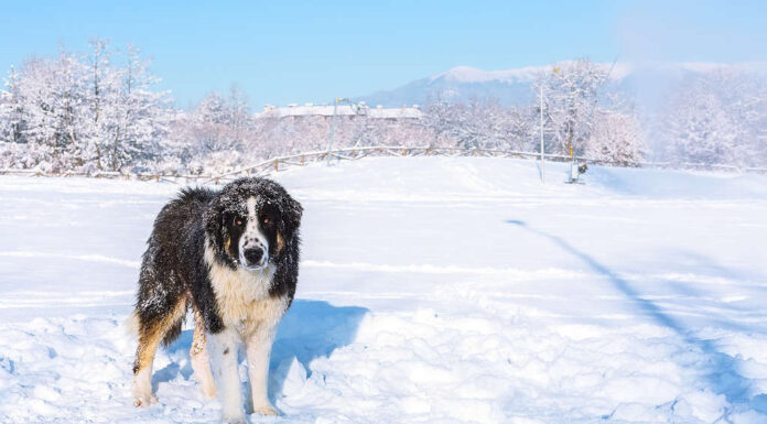 Pastore bulgaro, ritratto del cane Karakachan
