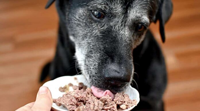 cane che mangia carne in scatola da un piattino