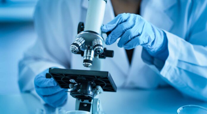 Il microscopio viene utilizzato dal ricercatore che usa le mani per tenere e regolare