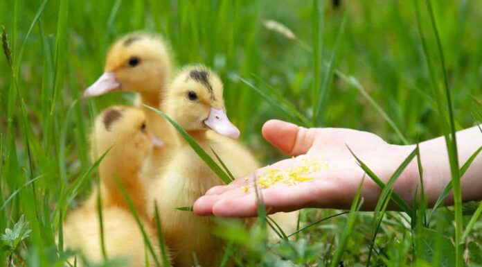 Nutrire i piccoli anatroccoli Mulard dalla mano.