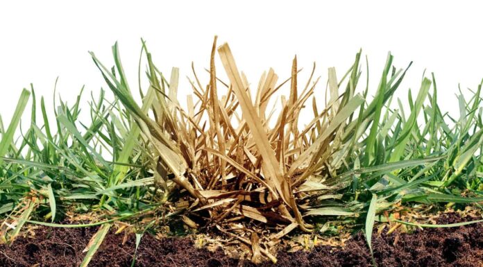 Danni alle larve del prato come larve di cinch che danneggiano le radici dell'erba causando una malattia della macchia marrone nel tappeto erboso come immagine composita isolata su uno sfondo bianco come immagine composita.