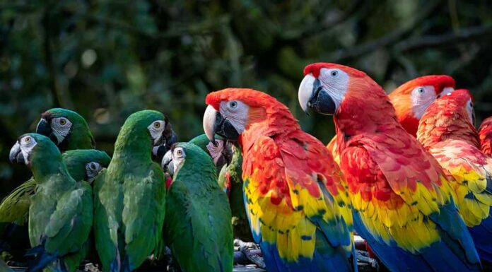 Gruppo di pappagalli Ara, pappagallo rosso Scarlet Macaw, Ara macao e ara militare (ara militaris)