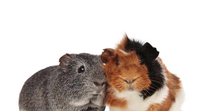 bella coppia di porcellini d'India seduta