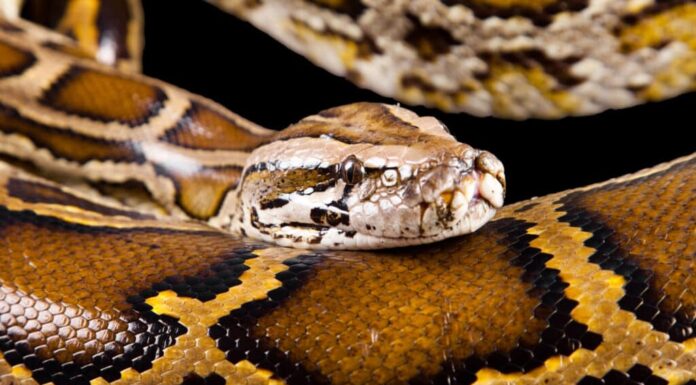 Pitone birmano (Python molurus bivittatus)