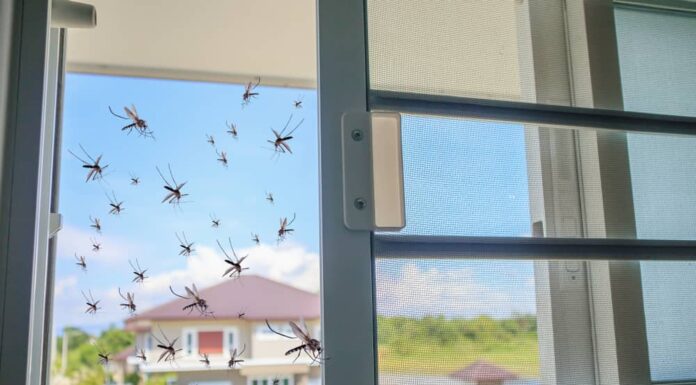 Molte zanzare volavano in casa mentre veniva aperta la rete anti-insetti