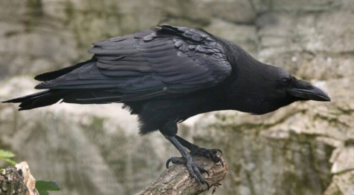 corvo comune pronto per il volo