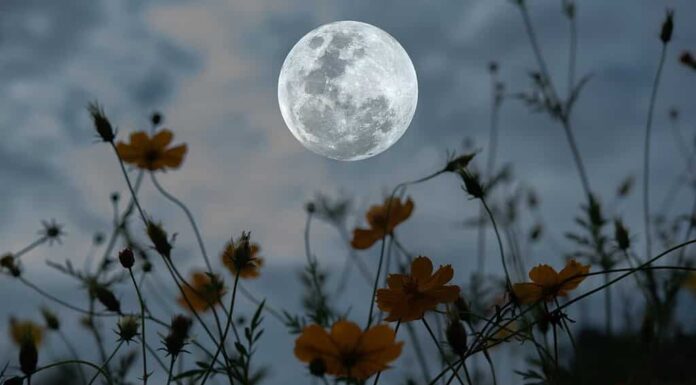 Luna piena con silhouette cosmo giardino fiorito di notte.