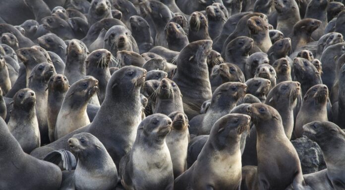 gruppo di giovani colonie di foche da pelliccia settentrionali sull'isola di Bering - animali dell'Acquario Mistico