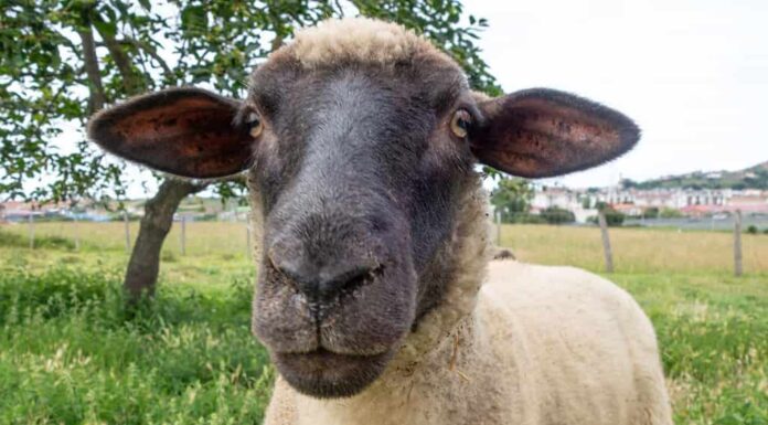 Pecore del Suffolk che guardano direttamente la telecamera