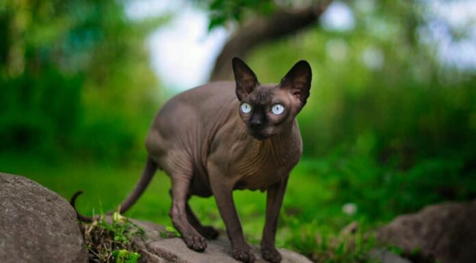 Il gatto Sphynx è disponibile in tutti i colori e il colore grigio è abbastanza comune.