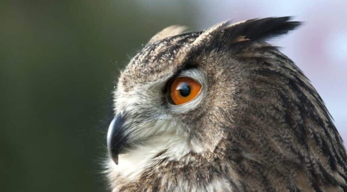 bellissimo gufo reale euroasiatico